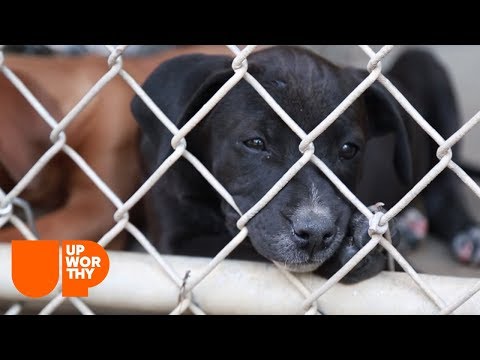 How A Rescue Group Chooses Its Dogs | A Rescue Dog's Journey (Part 2)