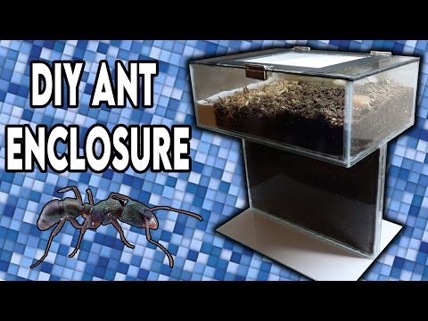 Building My Ant Formicarium [DESIGN]