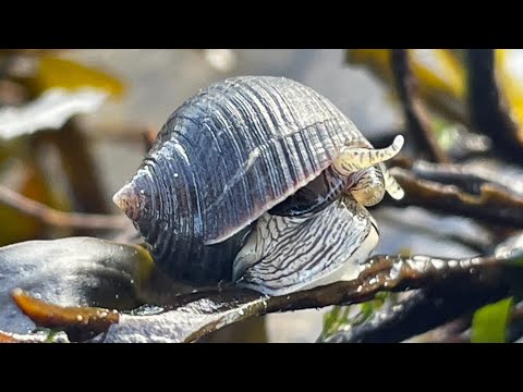 Facts: The Common Periwinkle