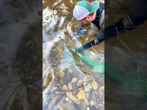 Finding Awesome GOLD!! Gold Prospecting with a Gold Dredge!