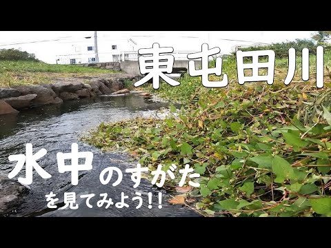 第十四回　水中のすがたを見てみよう！！【東屯田川】