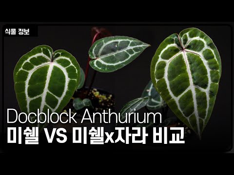 닥터블락 안스리움 미쉘, 안스리움 미쉘x자라 차이점과 특징 (Docblock Anthurium은 뭘까?)