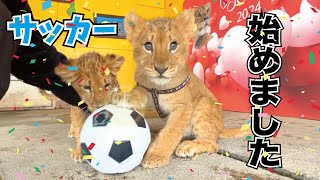 ライオンが初めてのサッカーに夢中！