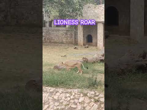 भूखी  शेरनी की दहाड़  #lion #lioness #mufasa #roar #lionhouse #lionslive #savelions #worldlionday