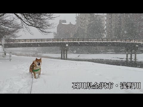 雪国に住む柴犬の散歩風景。(石川県金沢市浅野川)