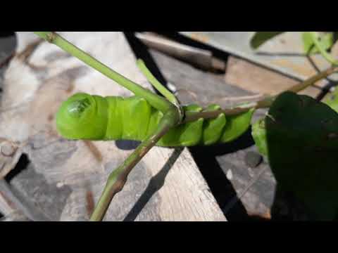 The giant butterfly larva