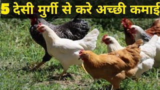 Desi Hen Business for Farmers#mariyam#Pure Desi Murgi Palan#