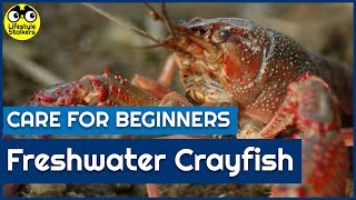 Freshwater Crayfish Care - Beginners Guide