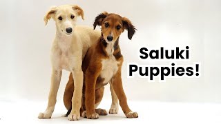 Saluki Puppies: Your Complete Companion Guide