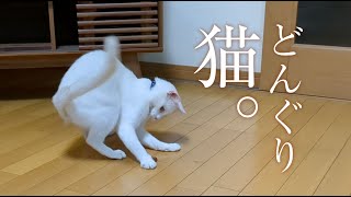 【暴れ猫】幸せな初夏の夜。