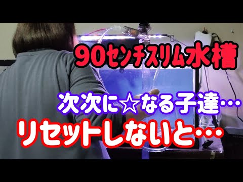 [金魚]　丸物金魚　去年から嫌な事ばかりで凹みます…健康的な金魚育てるためにやる事は…