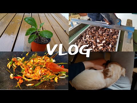 귀농 귀촌 브이로그 시골일상 : 토복령작업 (ft. 오리고기) VLOG, country life, duck meat