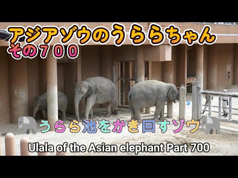 アジアゾウのうららちゃん（７００）🐘うらら池をかき回すゾウ🐘（東山動植物園）Ulala of the Asian elephant Part 700