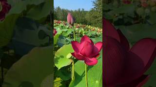 A very graceful unfolding of lotus petals. 😍|#lotusflower #love #beautiful #trending