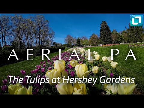 The Tulips at Hershey Gardens | Aerial PA