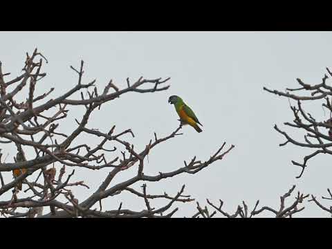 Senegal Parrot (Poicephalus senegalus) - Janjanbureh Island (Gambia) 23-11-2024