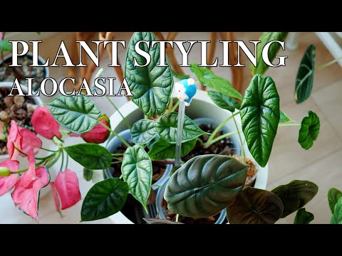 【VLOG】観葉植物をスッキリ飾る方法｜アロカシアのまとめ植え