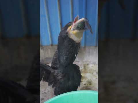 Cormorants eat fish bigger than their heads in seconds