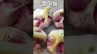 마늘 2차 생장(벌마늘) 전혀 없이 마늘 다수확 하는 방법(농사의신)