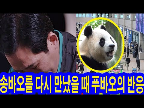 기쁜 소식!! 송바오가 중국으로 출국하기 위해 인천국제공항에 나타난 모습을 드러냈다. 송바오를 다시 만났을 때 푸바오의 반응. 눈물바다였습니다. 가장 따뜻하고 행복한 추석 휴가!