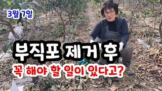 부직포 벗기고 마늘, 양파 생육을 촉진하는 비결은?