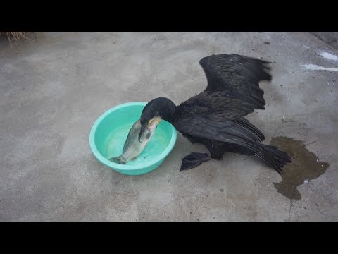 Cormorant swallows big carp