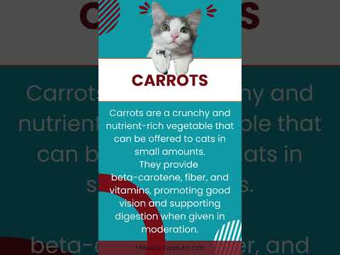 7 Healthy Foods for Cats