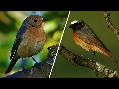 Common REDSTART ♫ Singing & Calling ♫