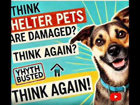 "Shelter Pets Aren't Damaged! Debunking the Biggest Myths" 🐾