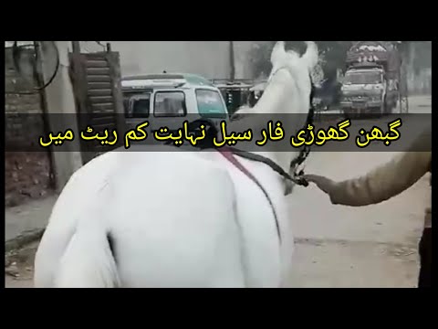 گبھن گھوڑی فارسیل 03430870277(for sale hub)new horse video 2024#forsale #horse #2024