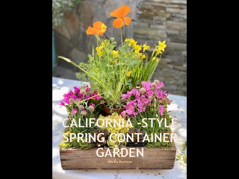 SPRING CONTAINER GARDEN with California Spring Blooming 🪴 Plants -Unique! Shirley Bovshow