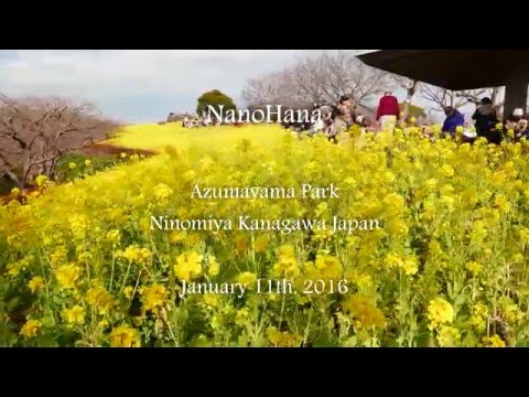 NanoHana Azumayama Park Ninomiya January 11th, 2016