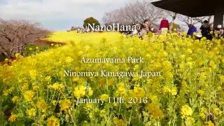 NanoHana Azumayama Park Ninomiya January 11th, 2016