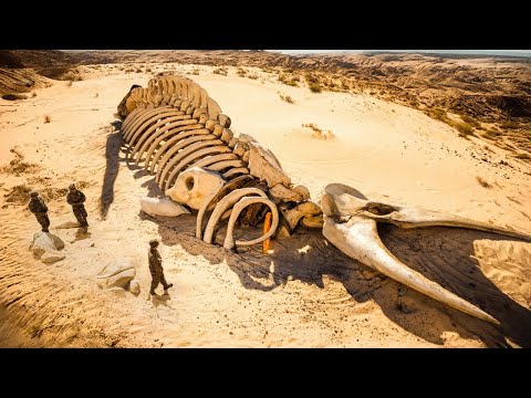 The Largest Sea Creature of All Time Found in the Desert