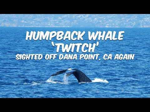 Humpback Whale 'Twitch' Off Dana Point Harbor 🐳