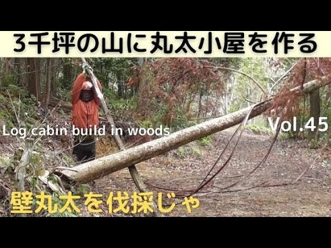 山を開拓して丸太小屋を作るVol.45 壁用丸太の伐採じゃ