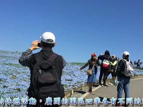 茨城縣日立濱海公園(粉蝶花)之旅