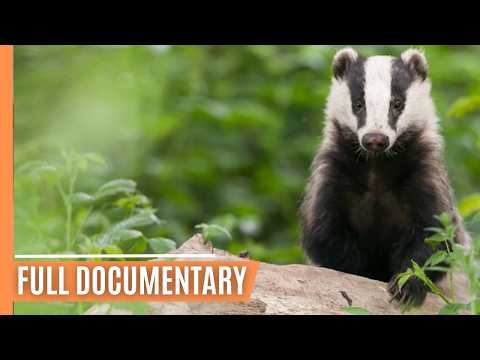 Nature's Silent Predators: Inside the World of Foxes, Lynxes, and Wild Cats | Full Documentary