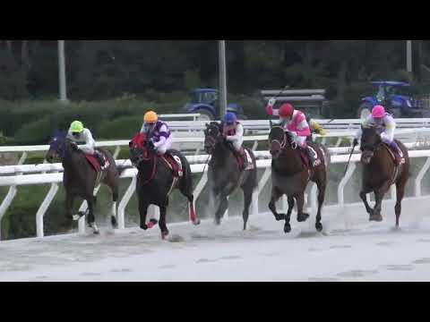 第23回兵庫ゴールドトロフィー（Jpnlll 1400m）は単勝2番人気のJRA⑨サンライズホーク（セン4 父リオンディーズ）が＋20キロも何のその、2番手追走から抜け出し全てダートの6勝目！重賞V2