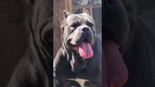 GIANT CANE CORSO #shorts #dogsoftiktok #dogvideos #dogviral #trending #viral #cute #dogshorts #dog