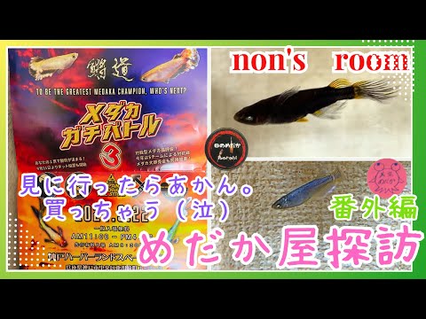 【メダカ】メダカガチバトル3行ったらお迎え不可避。