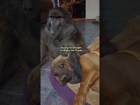 Rate this Baboons nighttime routine!! #nightroutine #monkey #animallover #cuteanimals #farmlife