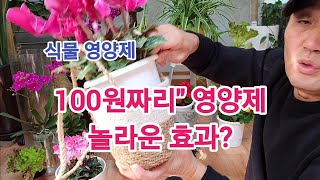 100원짜리 식물 영양제 놀라운 비료 효과!! (시클라멘 분갈이 안 하고도 고급스럽게 키울 수 있는 방법)