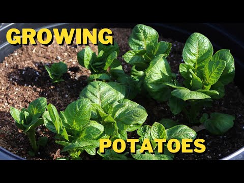 Growing Red Skin Potatoes in a Bucket!!!!