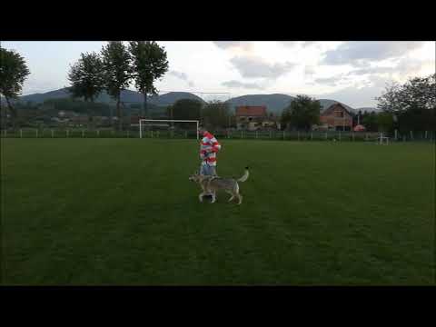 Czechoslovakian Wolfdog "Vanya Lupi del Montale" @ FC "Spartak" Trnava Football Ground