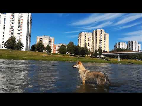 Czechoslovakian Wolfdog "APOLÓNIA Ozvena hôr" @ West Morava, Čačak