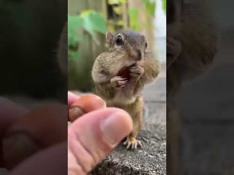 "The Power of Peanuts: How Squirrels Fuel Up for the Wild!" #facts #wildlifefascination