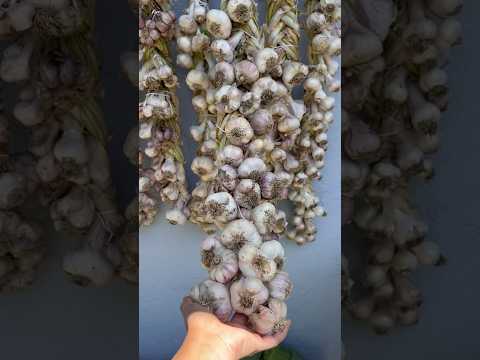 Grow and harvest garlic. One of the most satisfying crops to grow.