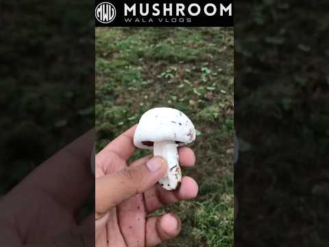 Button mushroom natural harvesting in hills #shorts #mushroom #agriculture