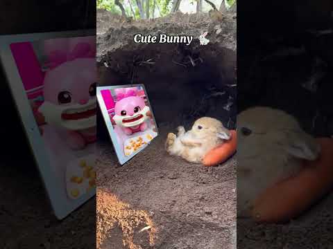 Cute Bunny watching cartoon video | funny animal | #funny